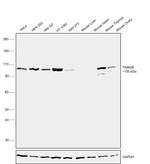 TRIM28 Antibody in Western Blot (WB)