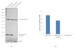 ATP Synthase B1 Antibody in Western Blot (WB)