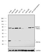 PCK2 Antibody in Western Blot (WB)