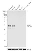 KChIP3 Antibody in Western Blot (WB)