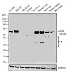 Monoamine Oxidase B Antibody