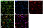 PP2A alpha Antibody in Immunocytochemistry (ICC/IF)