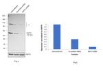 BAF57 Antibody in Western Blot (WB)