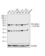 CK2 alpha-1 Antibody in Western Blot (WB)