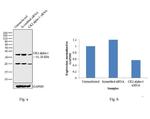 CK2 alpha-1 Antibody in Western Blot (WB)