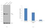 GHSR Antibody