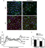 ZO-1 Antibody in Immunocytochemistry (ICC/IF)