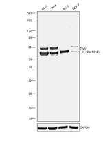 TrxR1 Antibody in Western Blot (WB)