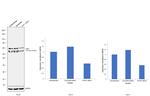 TrxR1 Antibody in Western Blot (WB)