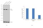 MAD1 Antibody in Western Blot (WB)