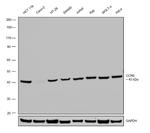 CCR6 Antibody in Western Blot (WB)