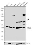 PPM1A Antibody in Western Blot (WB)