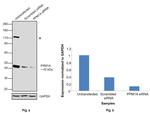 PPM1A Antibody in Western Blot (WB)