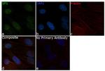 SP1 Antibody in Immunocytochemistry (ICC/IF)