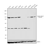 alpha Catenin Antibody in Western Blot (WB)