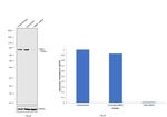 TGM2 Antibody in Western Blot (WB)