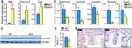 Fetuin B Antibody in Western Blot, Immunohistochemistry (WB, IHC)
