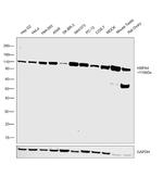 HSPA4 Antibody in Western Blot (WB)