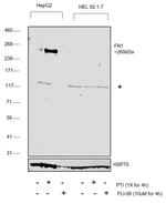 Fibronectin Antibody