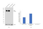 ITGB1 Antibody in Western Blot (WB)