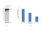 ITGB1 Antibody