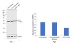 ENO1 Antibody in Western Blot (WB)