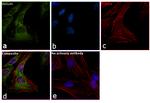 Vinculin Antibody in Immunocytochemistry (ICC/IF)