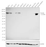 Vinculin Antibody in Western Blot (WB)