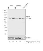 GRP78 Antibody