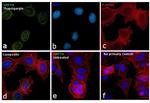 GRP78 Antibody in Immunocytochemistry (ICC/IF)