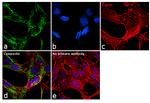 DBT Antibody in Immunocytochemistry (ICC/IF)