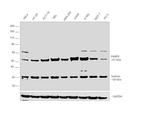 FKBP5 Antibody in Western Blot (WB)