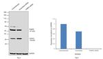 FKBP5 Antibody in Western Blot (WB)