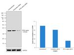 PP2A alpha Antibody in Western Blot (WB)