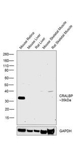 CRALBP Antibody