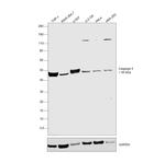 Caspase 4 Antibody in Western Blot (WB)