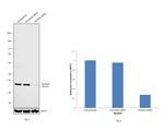 Fibrillarin Antibody