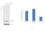 Calcineurin B Antibody in Western Blot (WB)