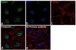 TDP-43 Antibody in Immunocytochemistry (ICC/IF)