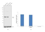 TDP-43 Antibody