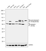RANGAP1 Antibody in Western Blot (WB)