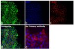 EIF2B4 Antibody in Immunocytochemistry (ICC/IF)