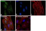 TRIM25 Antibody in Immunocytochemistry (ICC/IF)