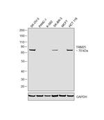 TRIM25 Antibody in Western Blot (WB)