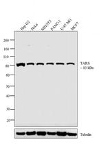 TARS Antibody in Western Blot (WB)