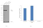 TARS Antibody in Western Blot (WB)