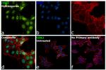 CDK2 Antibody