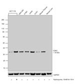 CDK2 Antibody