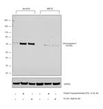 Chromogranin A Antibody in Western Blot (WB)