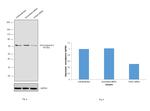 Chromogranin A Antibody in Western Blot (WB)